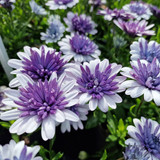 Osteospermum Double Blue