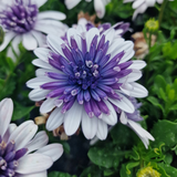 Osteospermum Double Blue