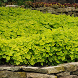Coleus Lime Delight