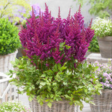 Astilbe Visions Collection (4 Collection)