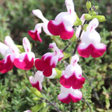 Salvia Hardy Greggii Collection