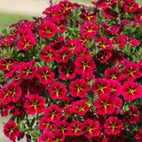 12 Calibrachoa Star Collection