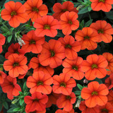 Calibrachoa Million Bells Collection