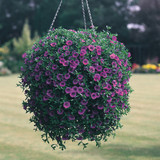 Calibrachoa Million Bells Collection