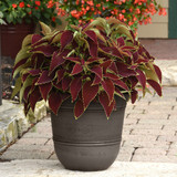 Coleus Collection