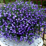 Lobelia California Collection