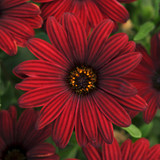 Osteospermum Serenity collection