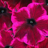 Petunia Crazytunia Collection