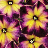 Petunia Crazytunia Collection