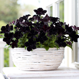 Petunia Crazytunia Collection