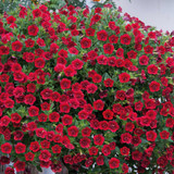Calibrachoa Calita Double Collection (Pack12/Pack24)