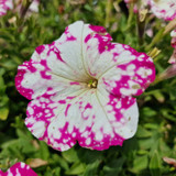 Petunia Pink Sky