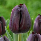 Tulip Ayaan