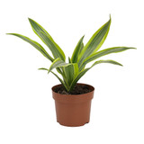 Dracaena Fragrans Lemon Lime