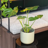 Monstera Deliciosa