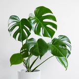 Monstera deliciosa