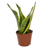 Sansevieria trifasciata Futura Superba