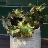 Begonia Rex Spacestar Avior