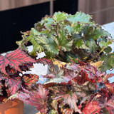 Begonia Rex Spacestar Avior