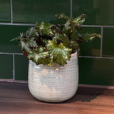 Begonia Rex Spacestar Avior