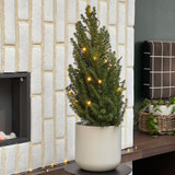 Live Christmas Tree Medium