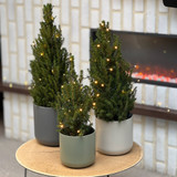 Live Christmas Tree Medium