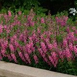 Angelonia Archangel Deep Rose