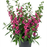 Angelonia Archangel Deep Rose