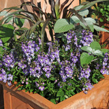 Angelonia Archangel Purple