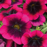 Calibrachoa Dracula