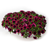 Calibrachoa Dracula