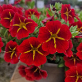 Calibrachoa Cabaret Red Kiss