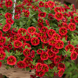 Calibrachoa Cabaret Red Kiss