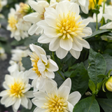 Dahlia Dahlietta Surprise 'Elsa'
