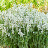 Salvia Farina White