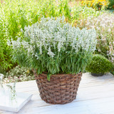 Salvia Farina White