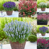 Salvia Summer Bedding Mix