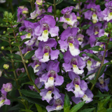 Angelonia Archangel Collection