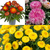 Granvia Collection  (Bracteantha - Xerochrysum)
