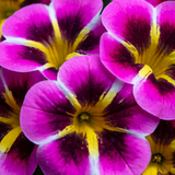 Calibrachoa Bicolour Collection