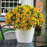 Calibrachoa Bicolour Collection