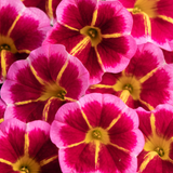 Calibrachoa Bicolour Collection