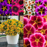 Calibrachoa Bicolour Collection