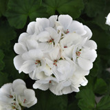 Geranium Giant Galaxy Collection