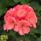 Geranium Giant Galaxy Collection