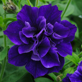 Petunia Tumbelina Collection