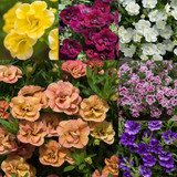 New Unusual Double Calibrachoa Can Can Collection