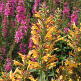 Agastache Kudos Collection
