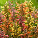 Agastache Kudos Collection