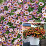 Calibrachoa Chameleon Collection